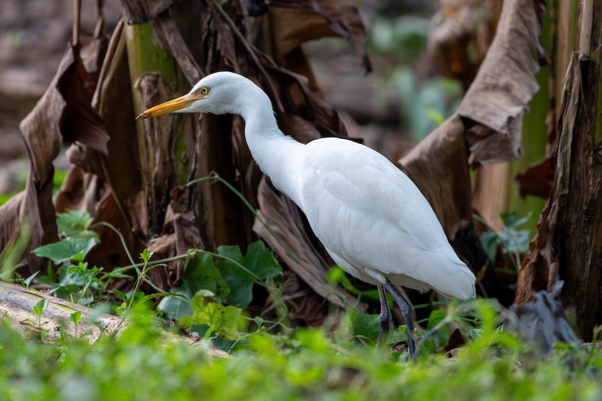 Eastern Cattle-Egret - ML646346857