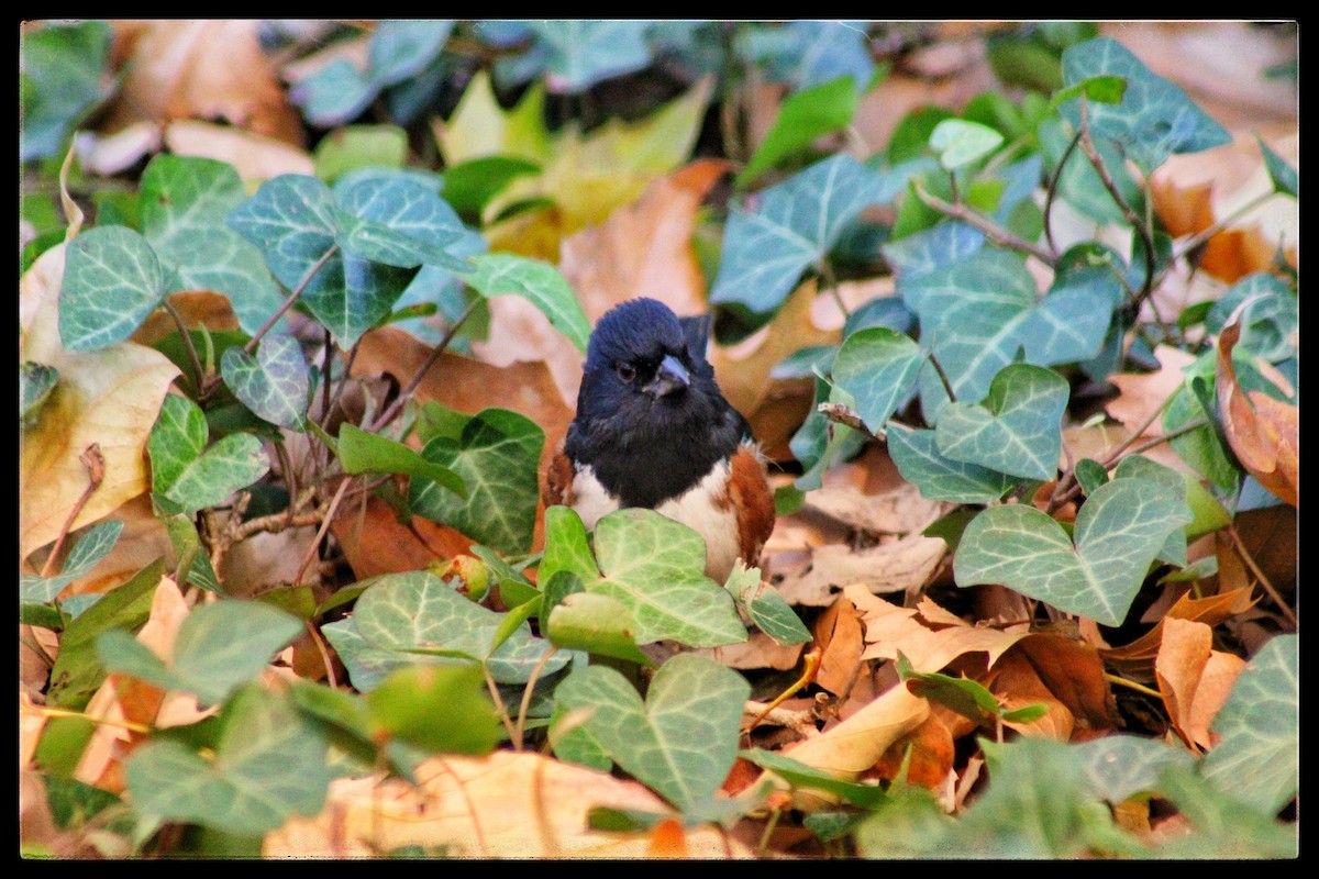 Eastern Towhee - ML646346858