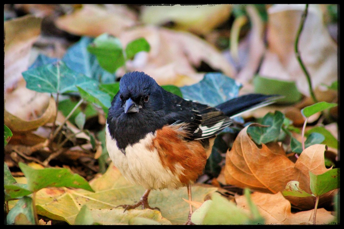 Eastern Towhee - ML646346859