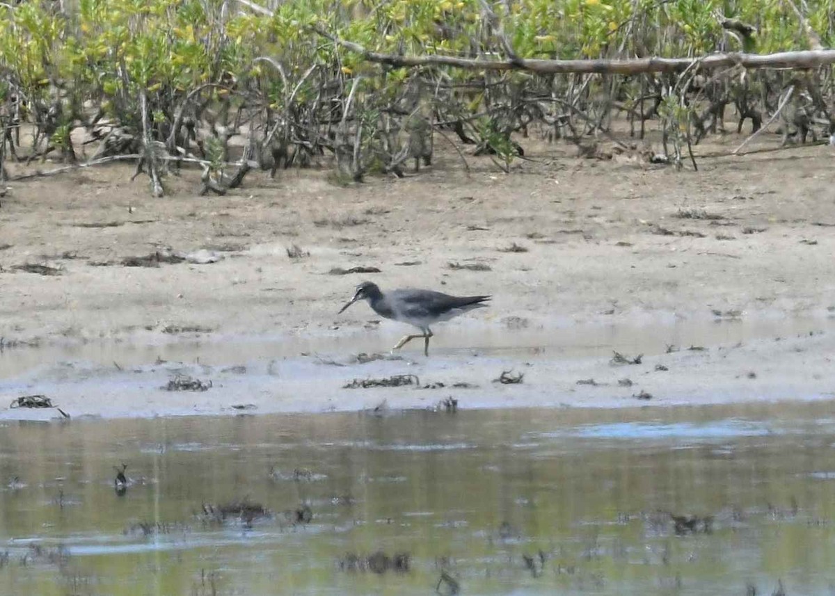 Kuliska alderraia - ML646346860