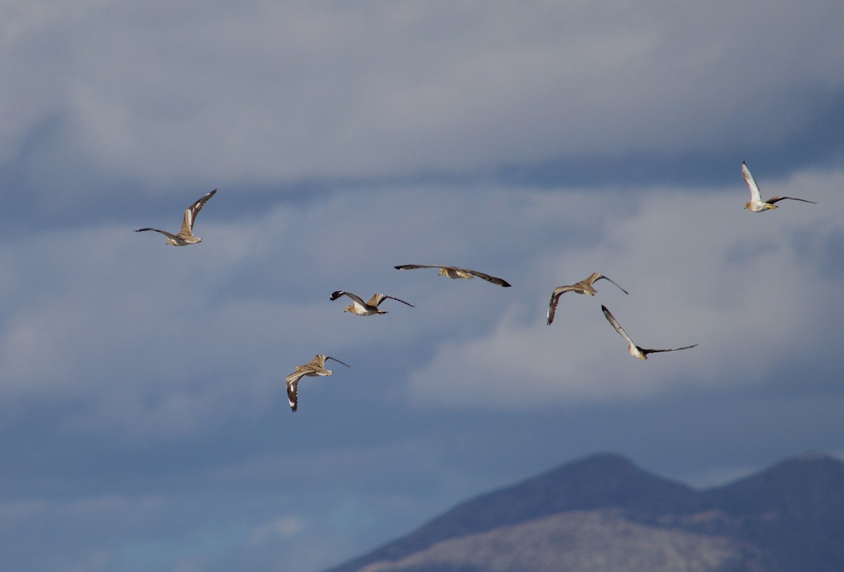 Atalarra - ML646346864