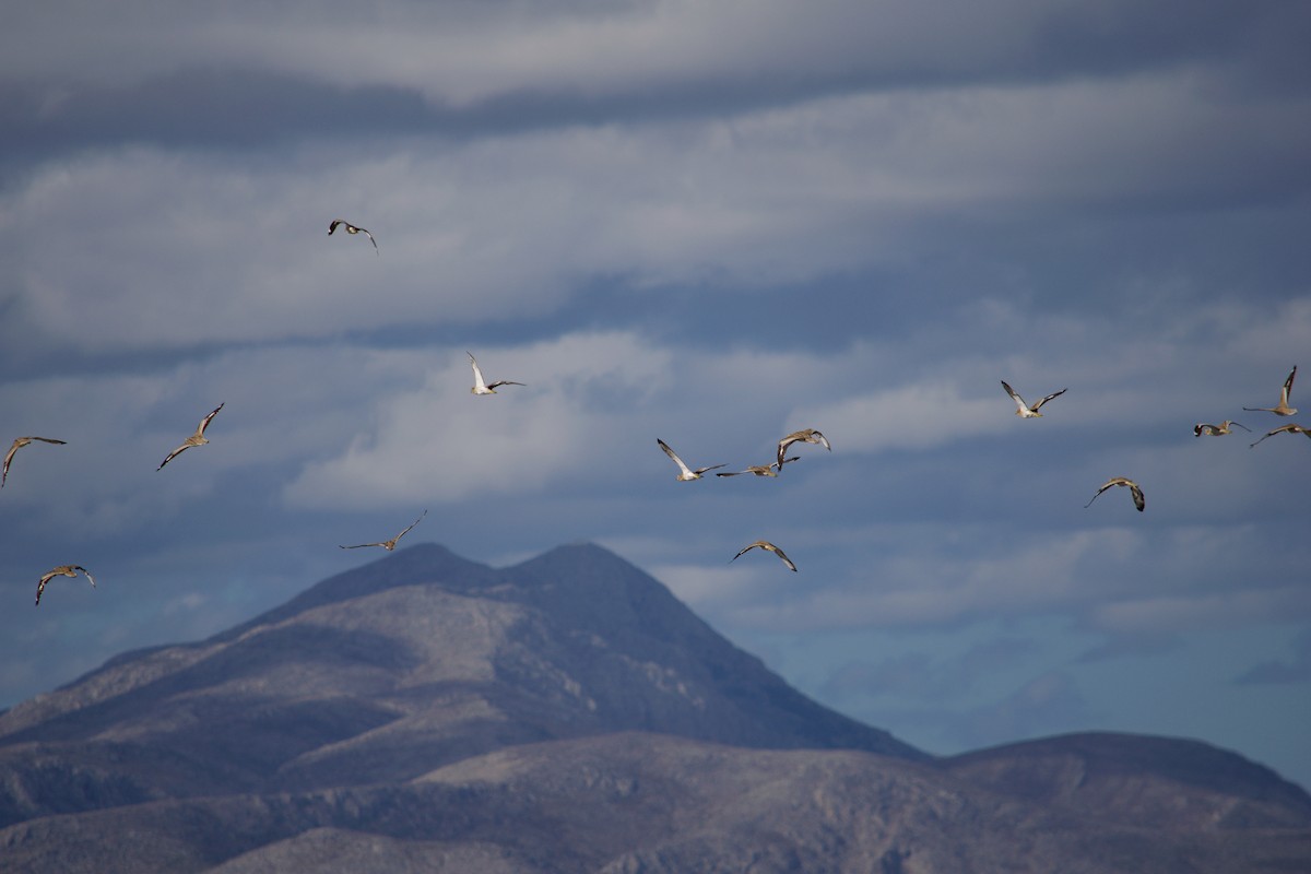 Atalarra - ML646346866