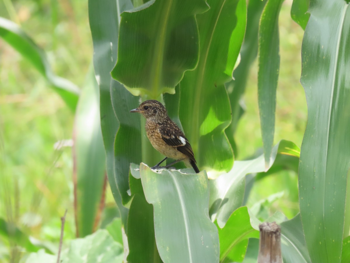 Pitxartxar afrikarra - ML646346867