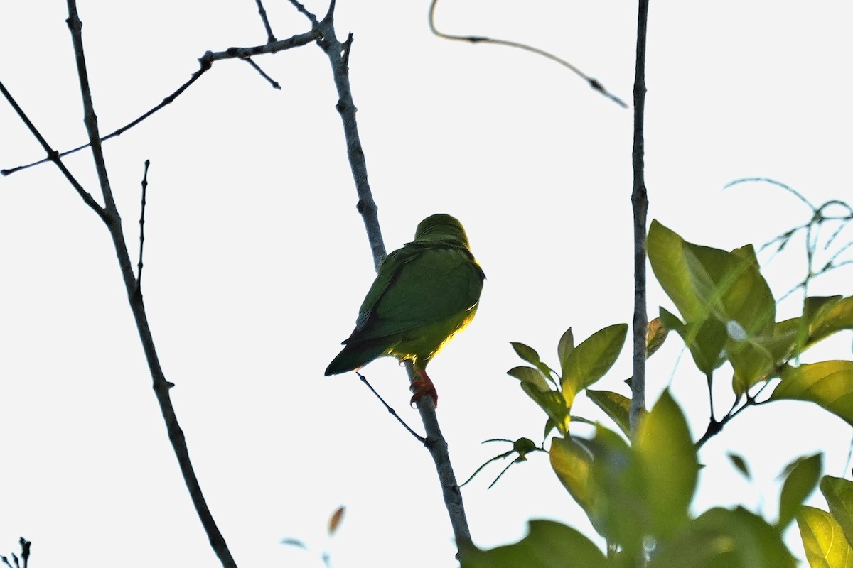 Vernal Hanging-Parrot - ML646346869