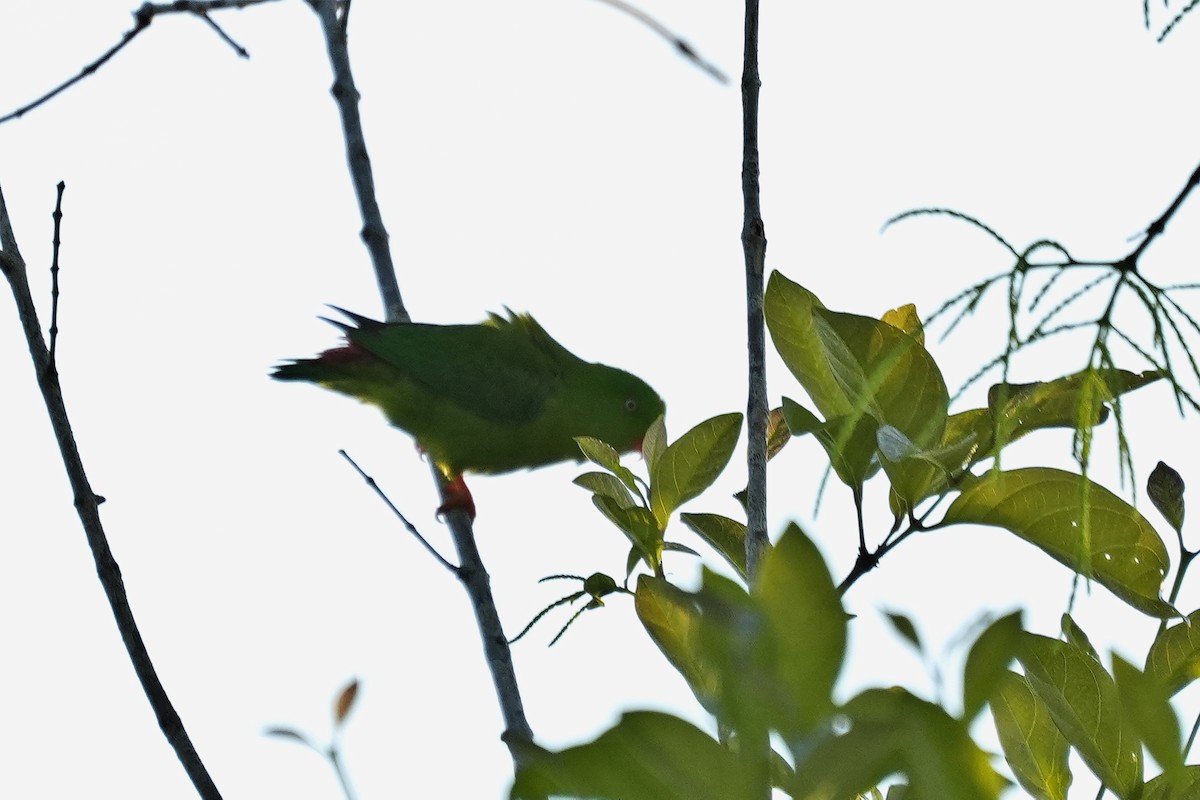 Vernal Hanging-Parrot - ML646346870