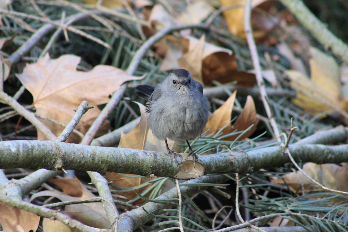 Gray Catbird - ML646346871