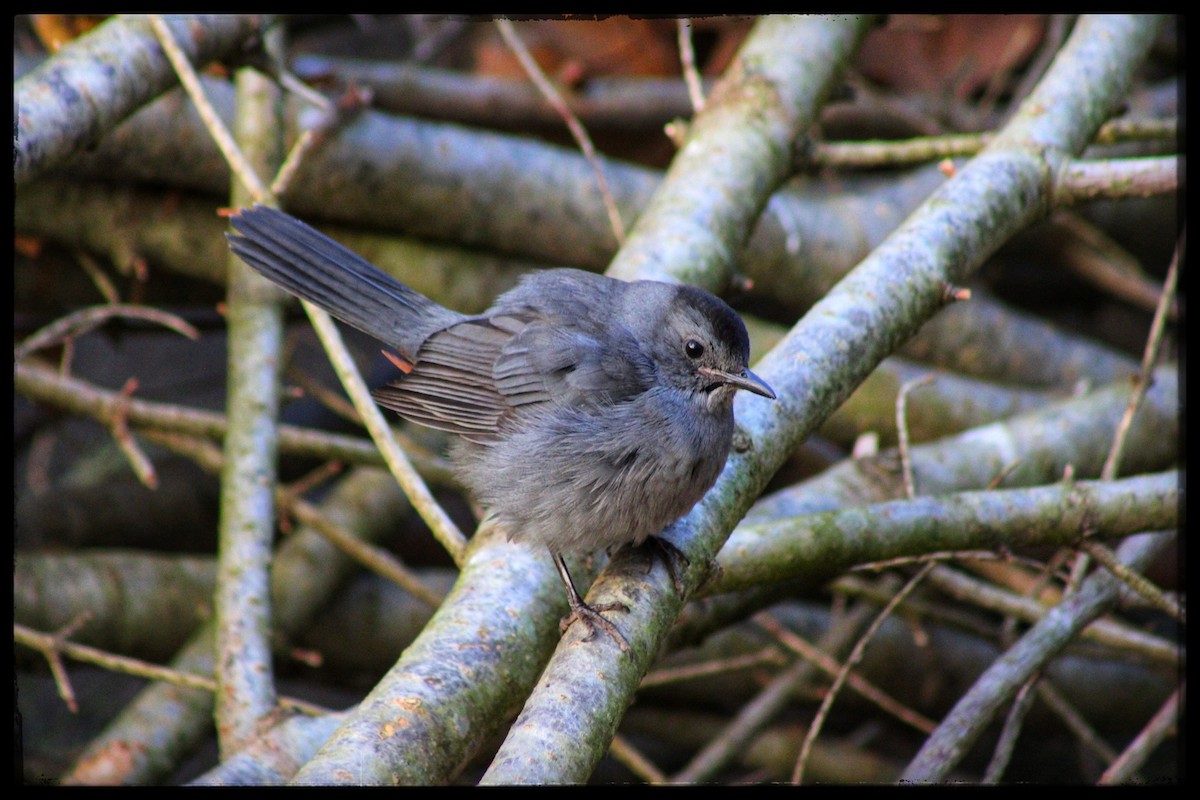 Gray Catbird - ML646346872