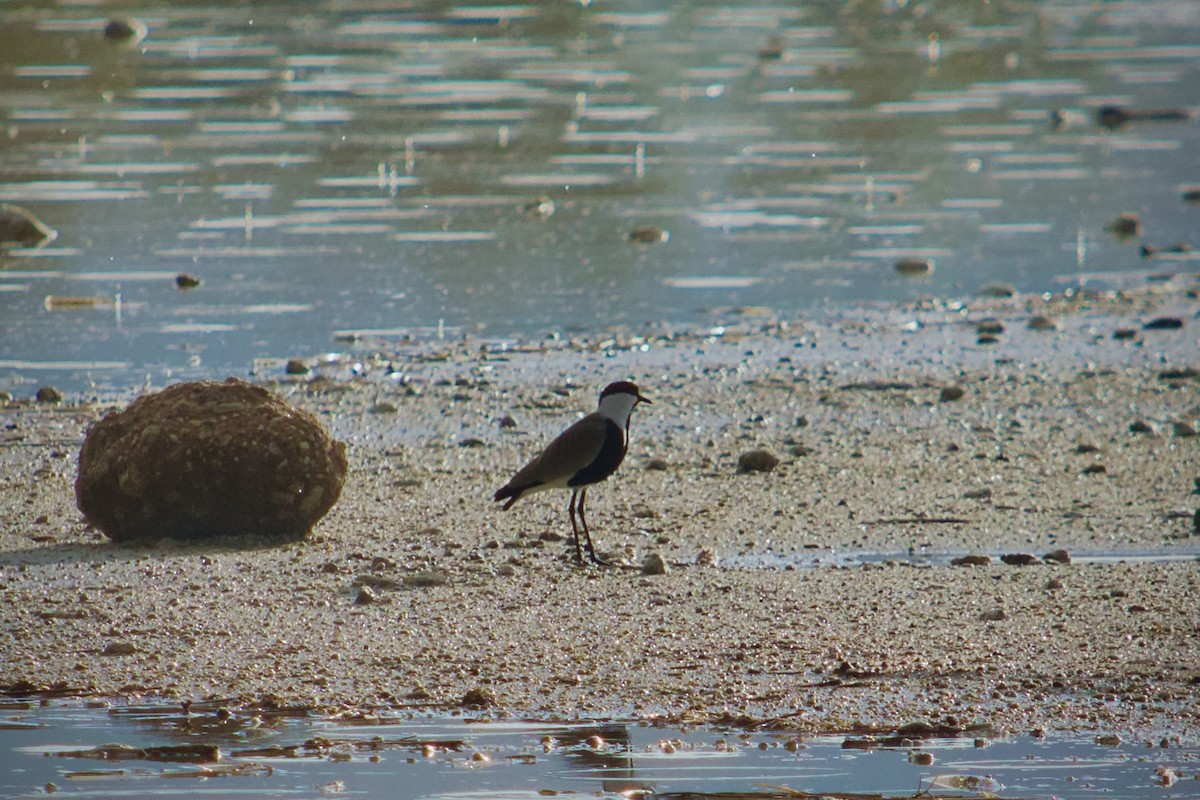 Hegabera ezproiduna - ML646346873