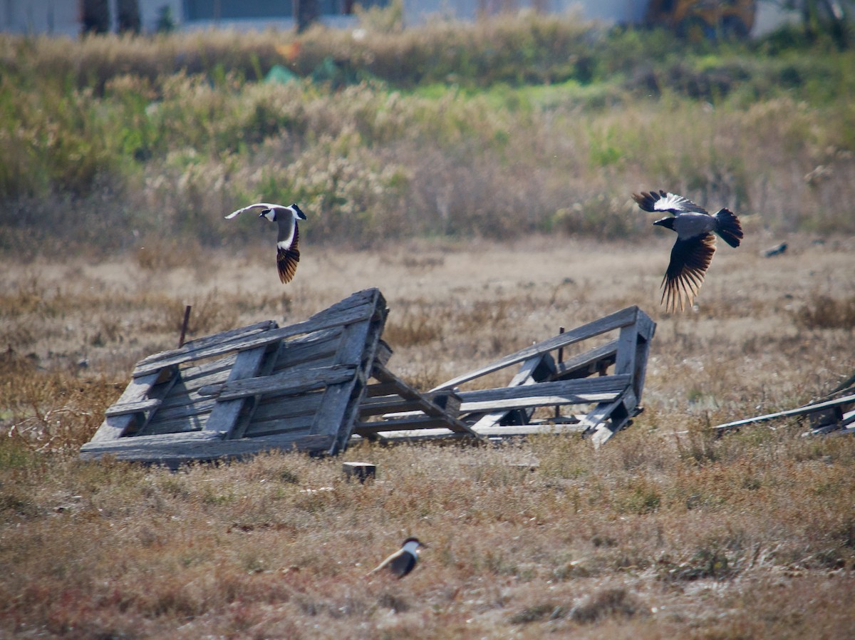 Hegabera ezproiduna - ML646346874