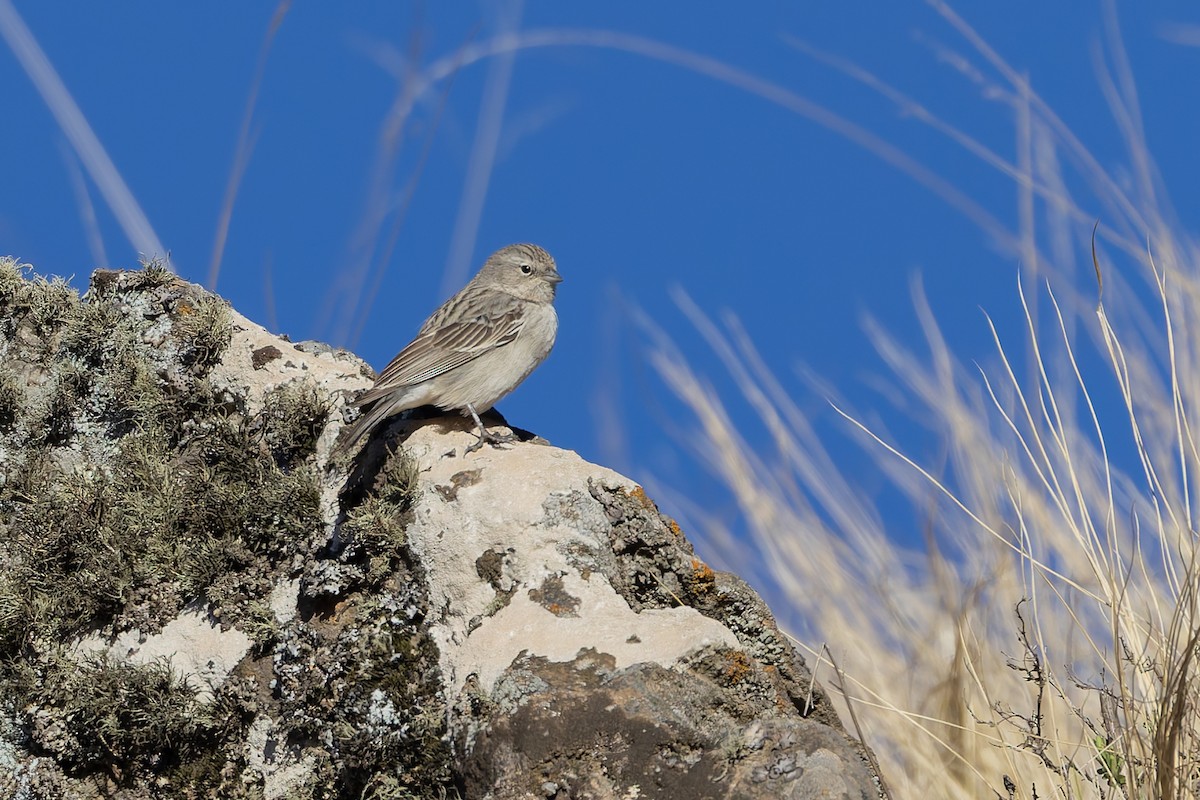 Ash-breasted Sierra Finch - ML646346875