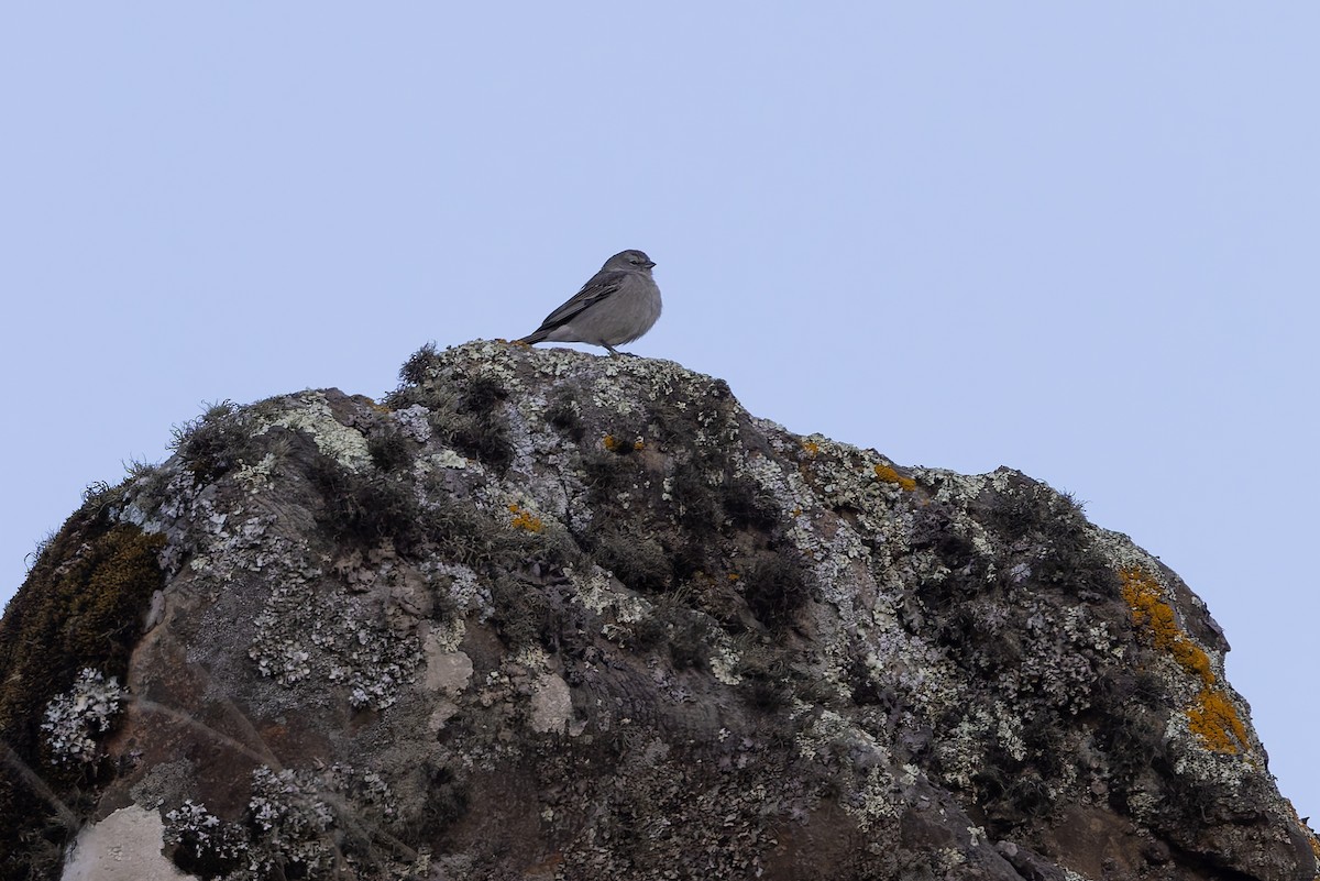 Ash-breasted Sierra Finch - ML646346876