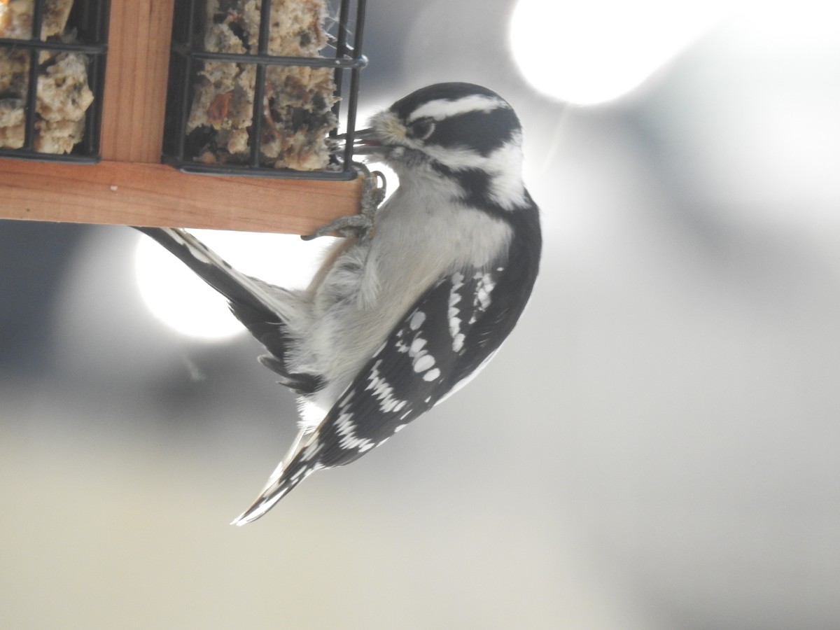 Downy Woodpecker - ML646346877