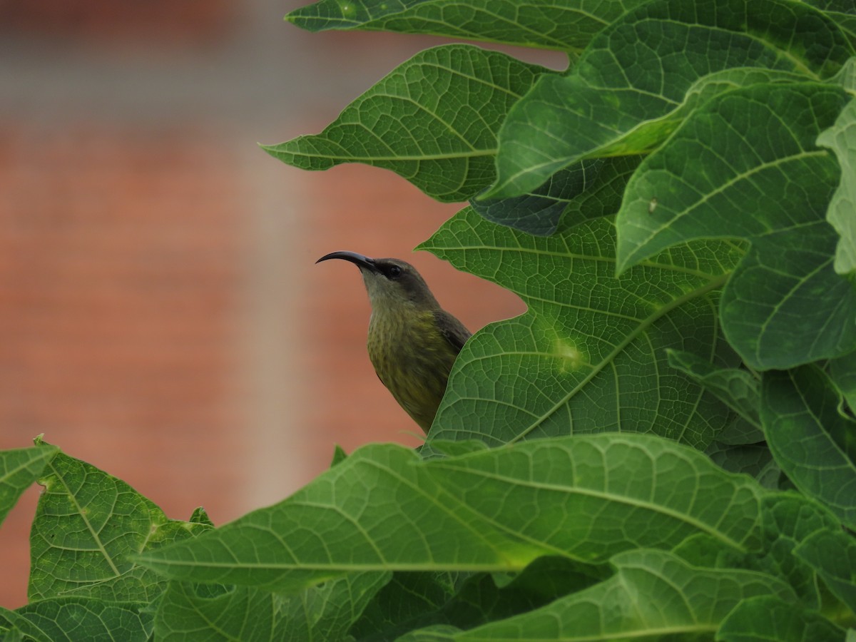 Bronze Sunbird - ML646346878