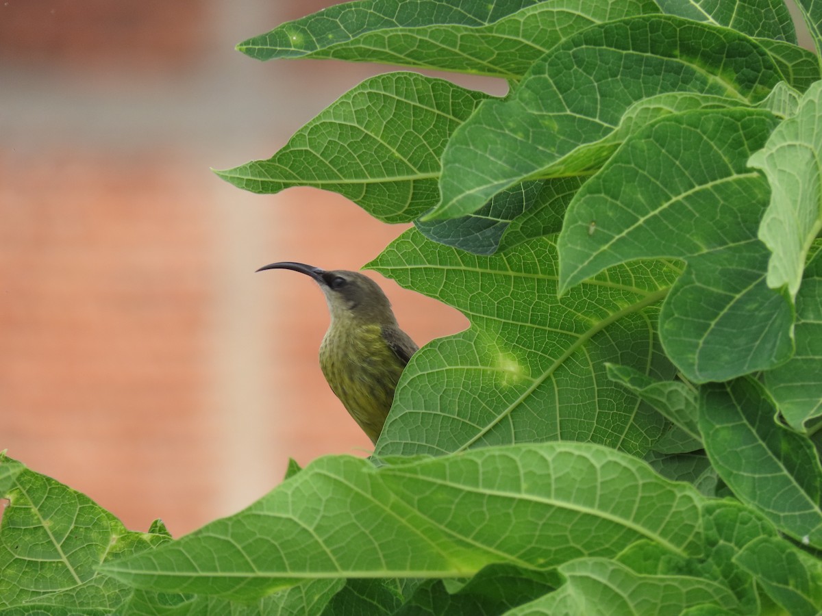 Bronze Sunbird - ML646346879