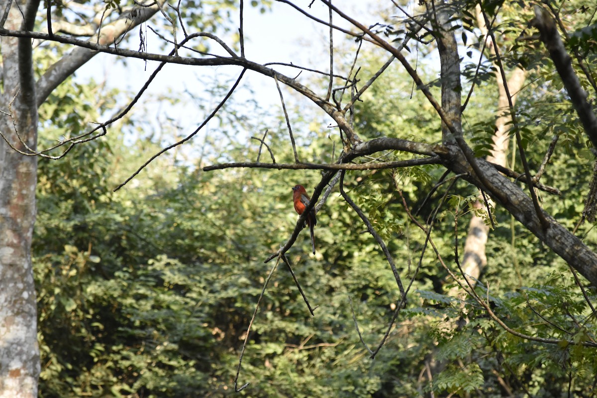 Red-headed Trogon - ML646346880