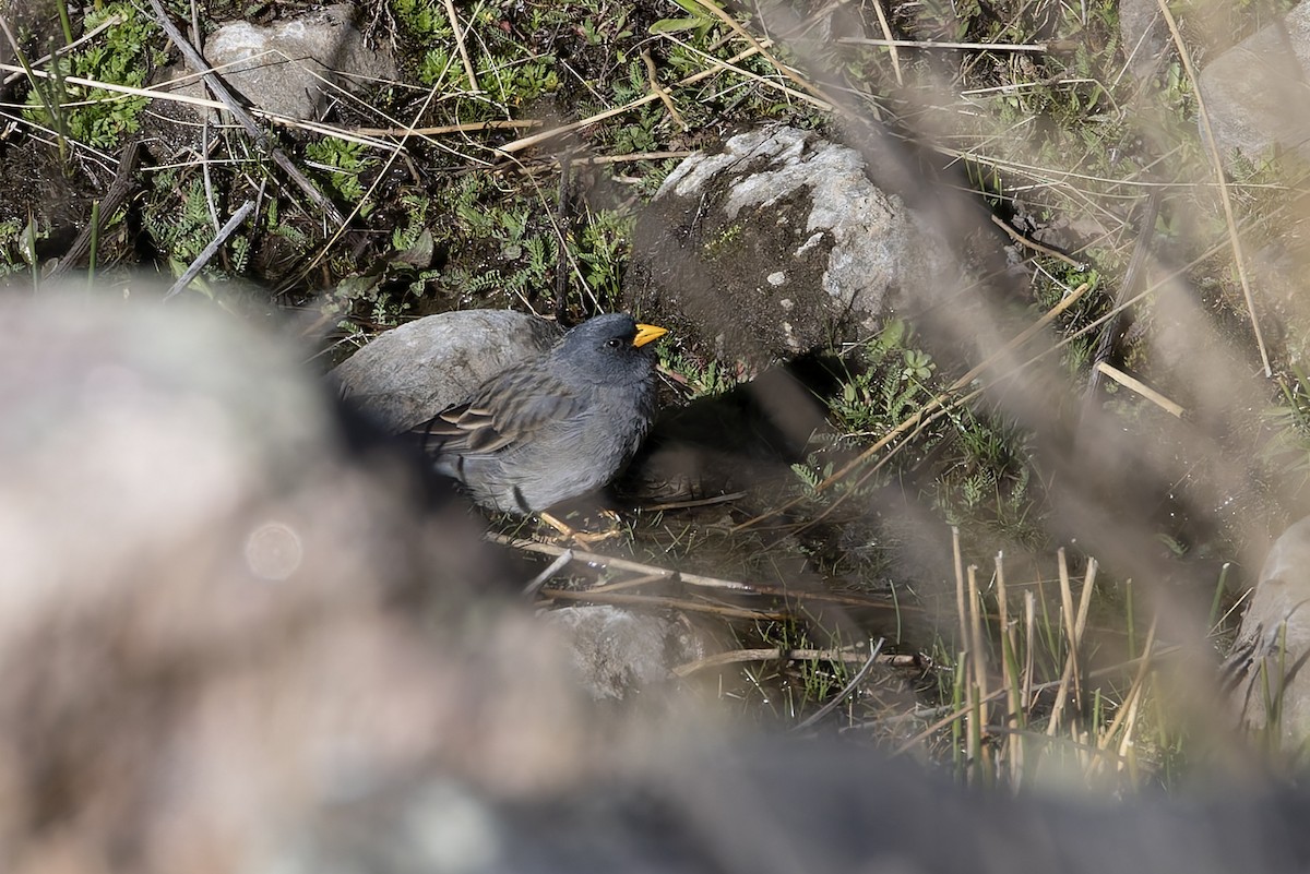 Band-tailed Sierra Finch - ML646346881