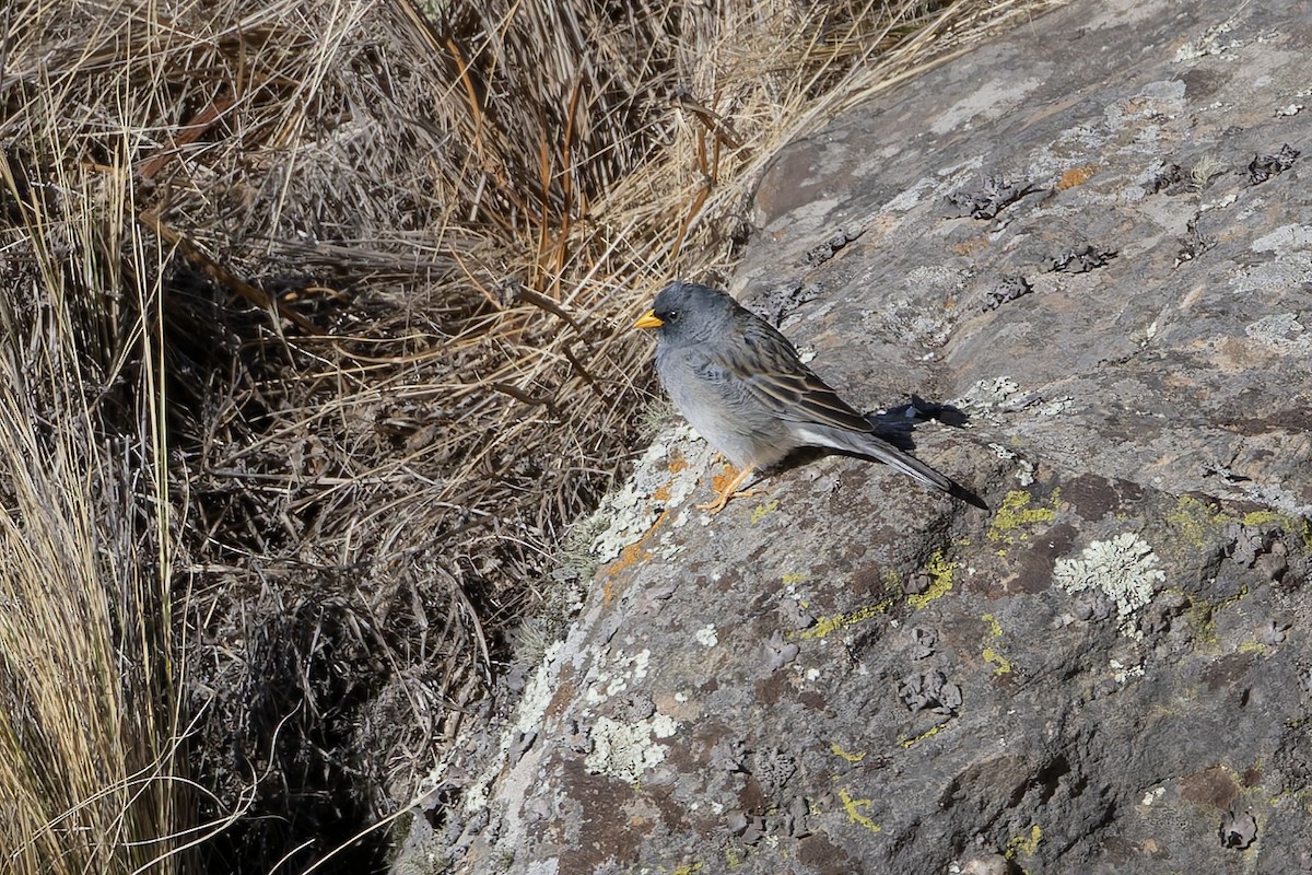 Band-tailed Sierra Finch - ML646346882