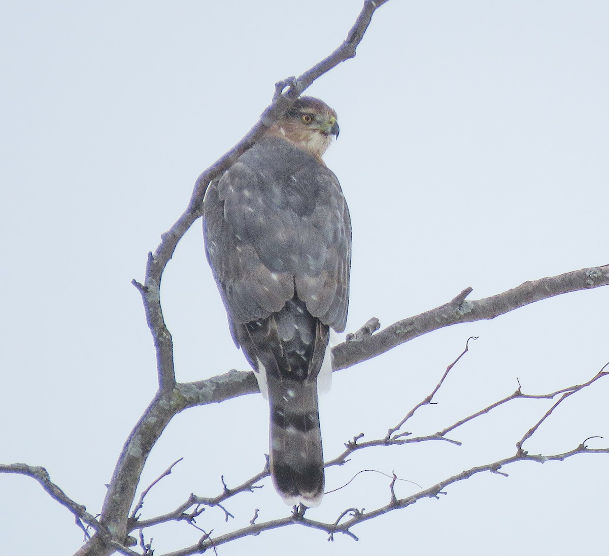 Cooper's Hawk - ML646346883