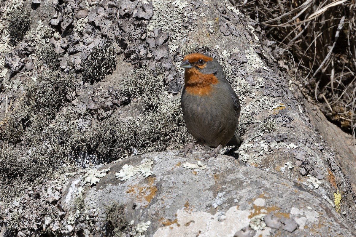 Tucuman Mountain Finch - ML646346884
