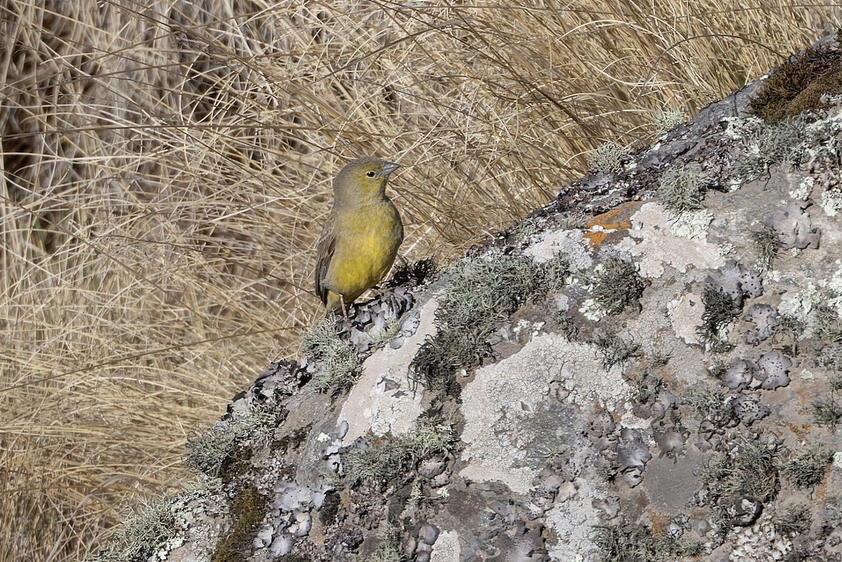 Greenish Yellow-Finch - ML646346887