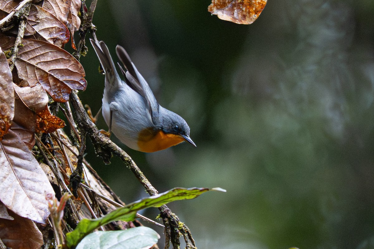Flame-throated Warbler - ML646346888