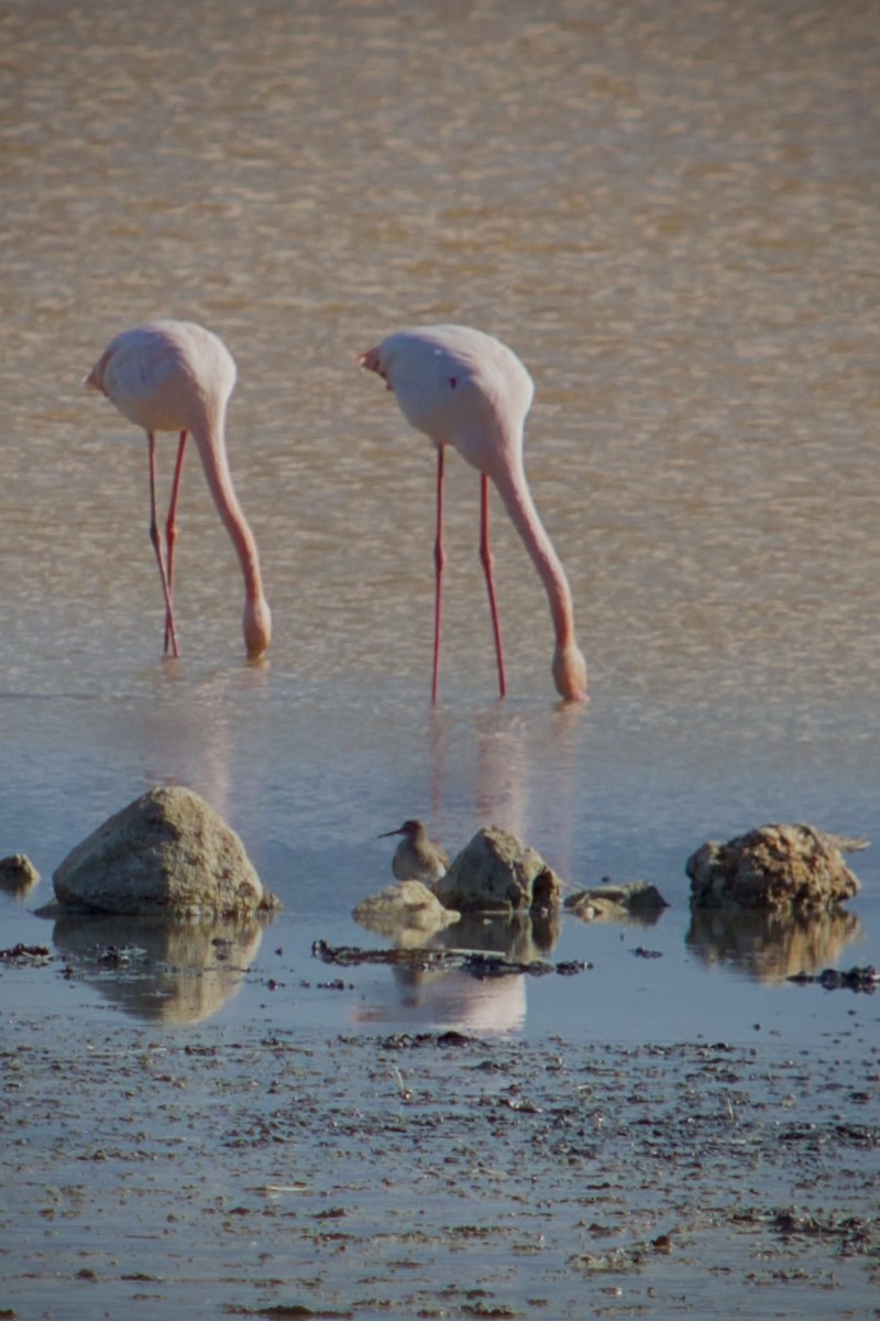 Spotted Redshank - ML646346889