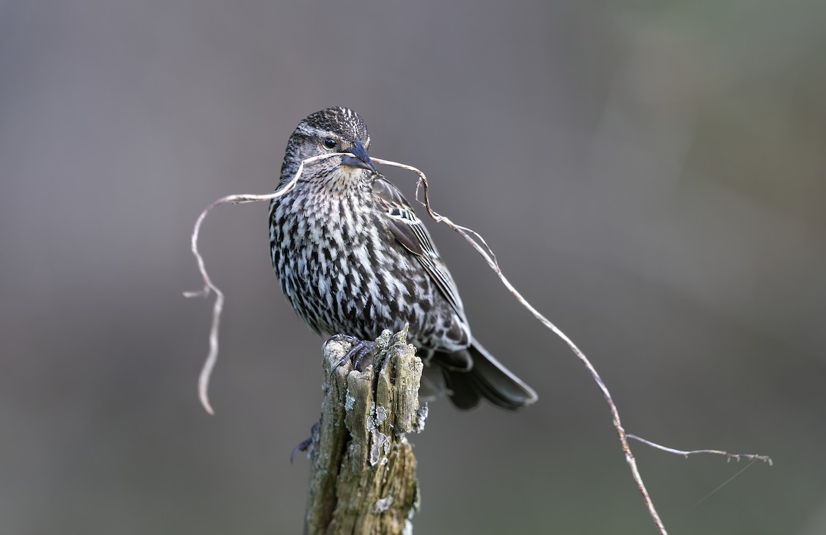 vlhovec červenokřídlý - ML646346890