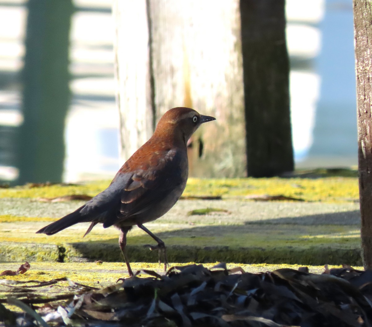 Rusty Blackbird - ML646346892