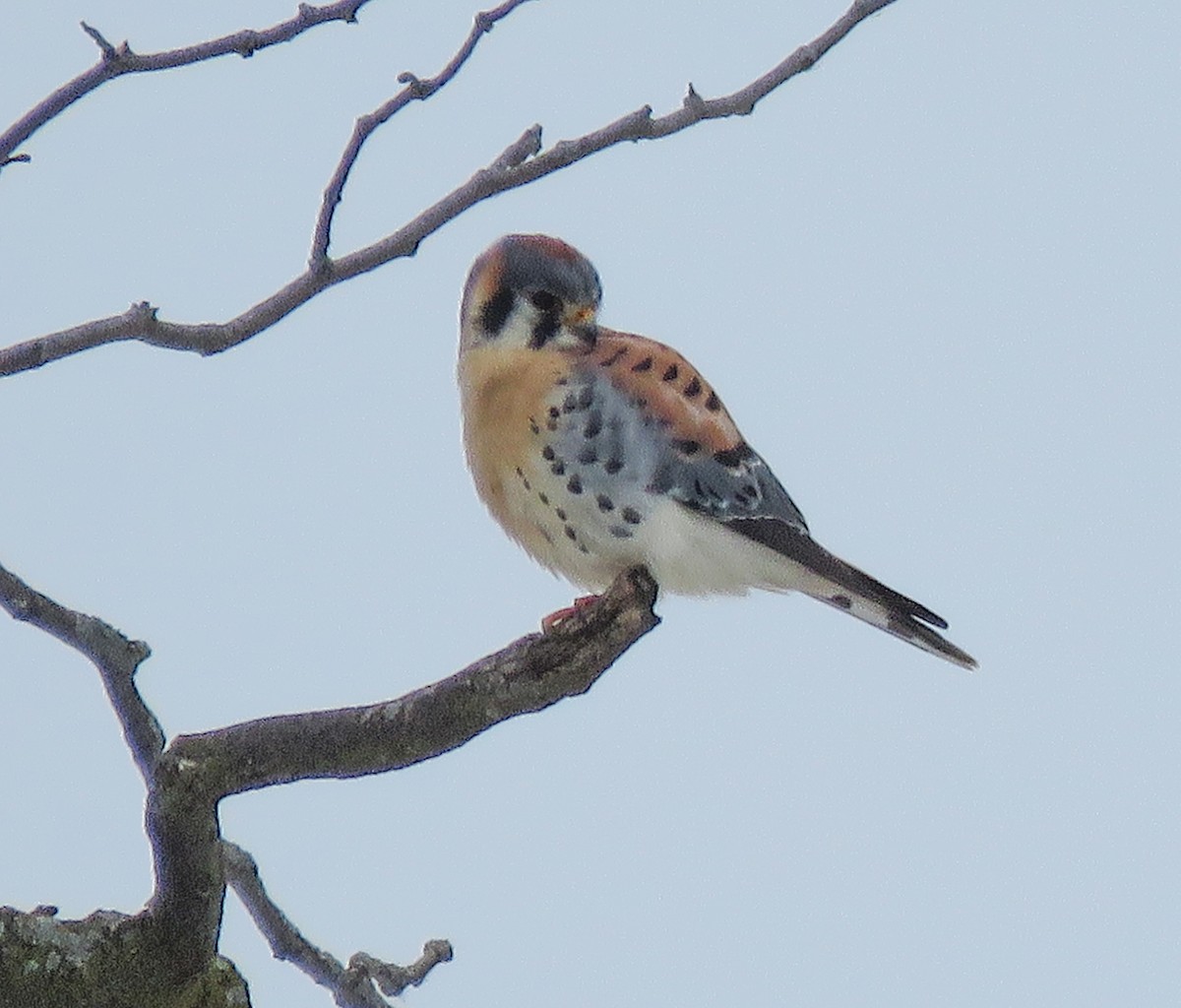 American Kestrel - ML646346903