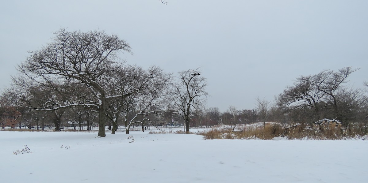 American Kestrel - ML646346908