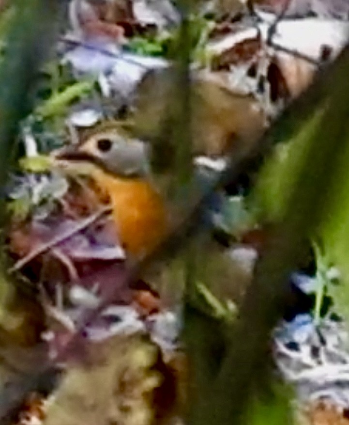 紅嘴相思鳥 - ML646346909