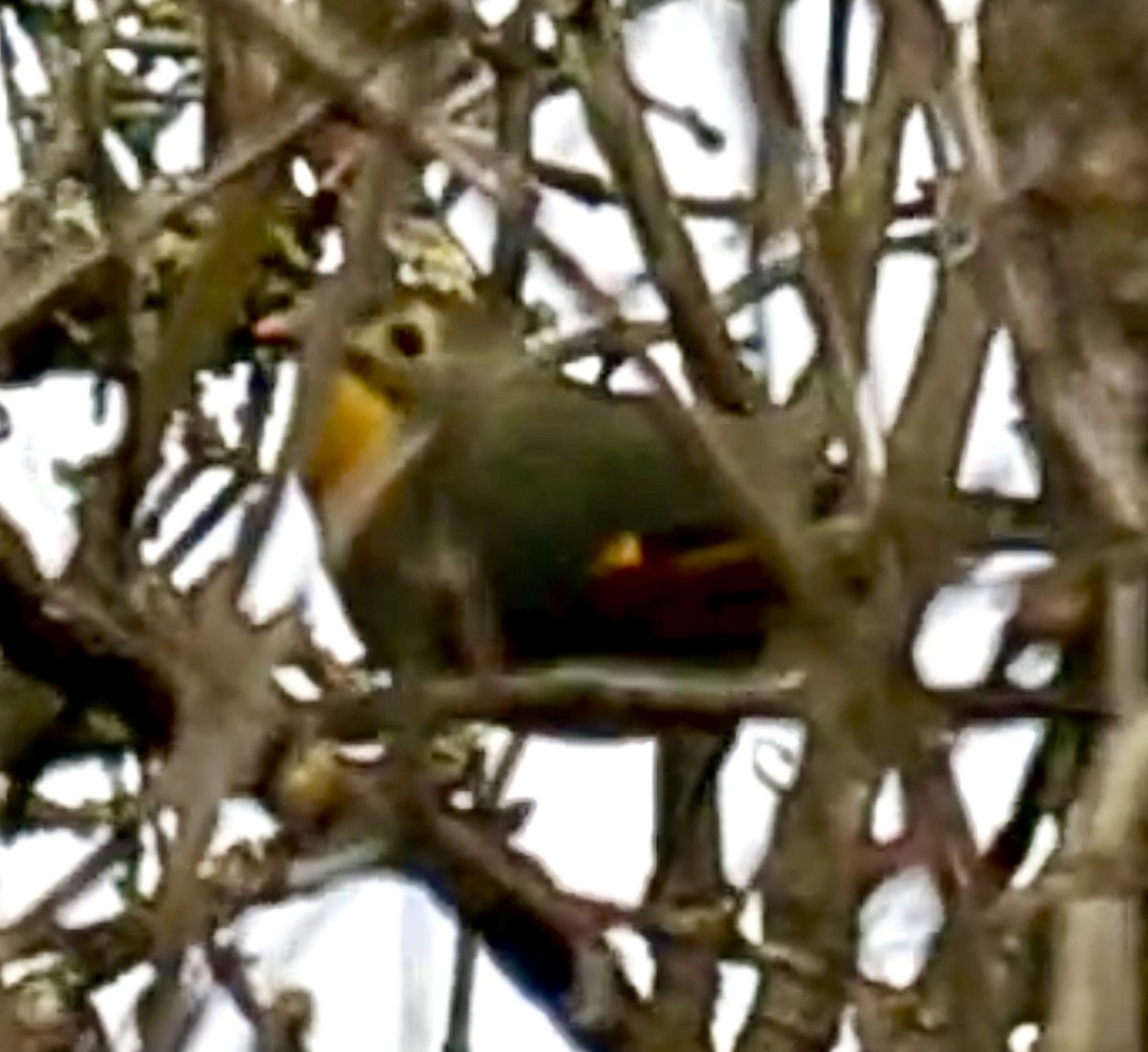 紅嘴相思鳥 - ML646346910