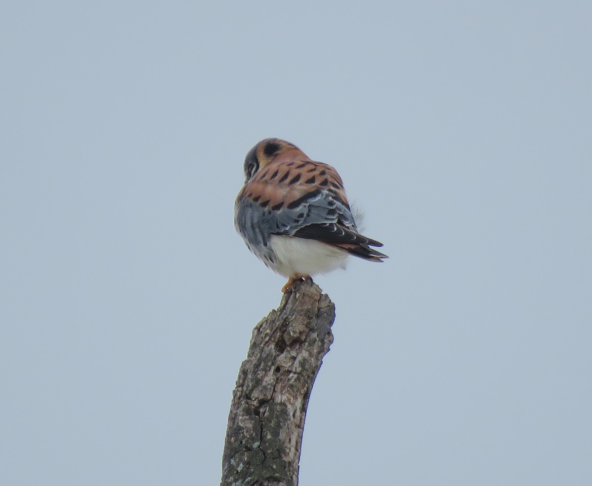 American Kestrel - ML646346911