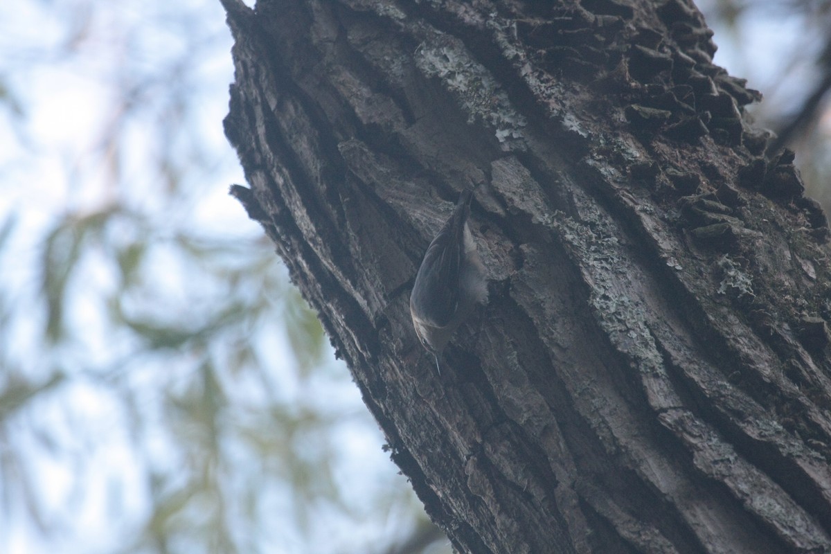 Brown-headed Nuthatch - ML646346913