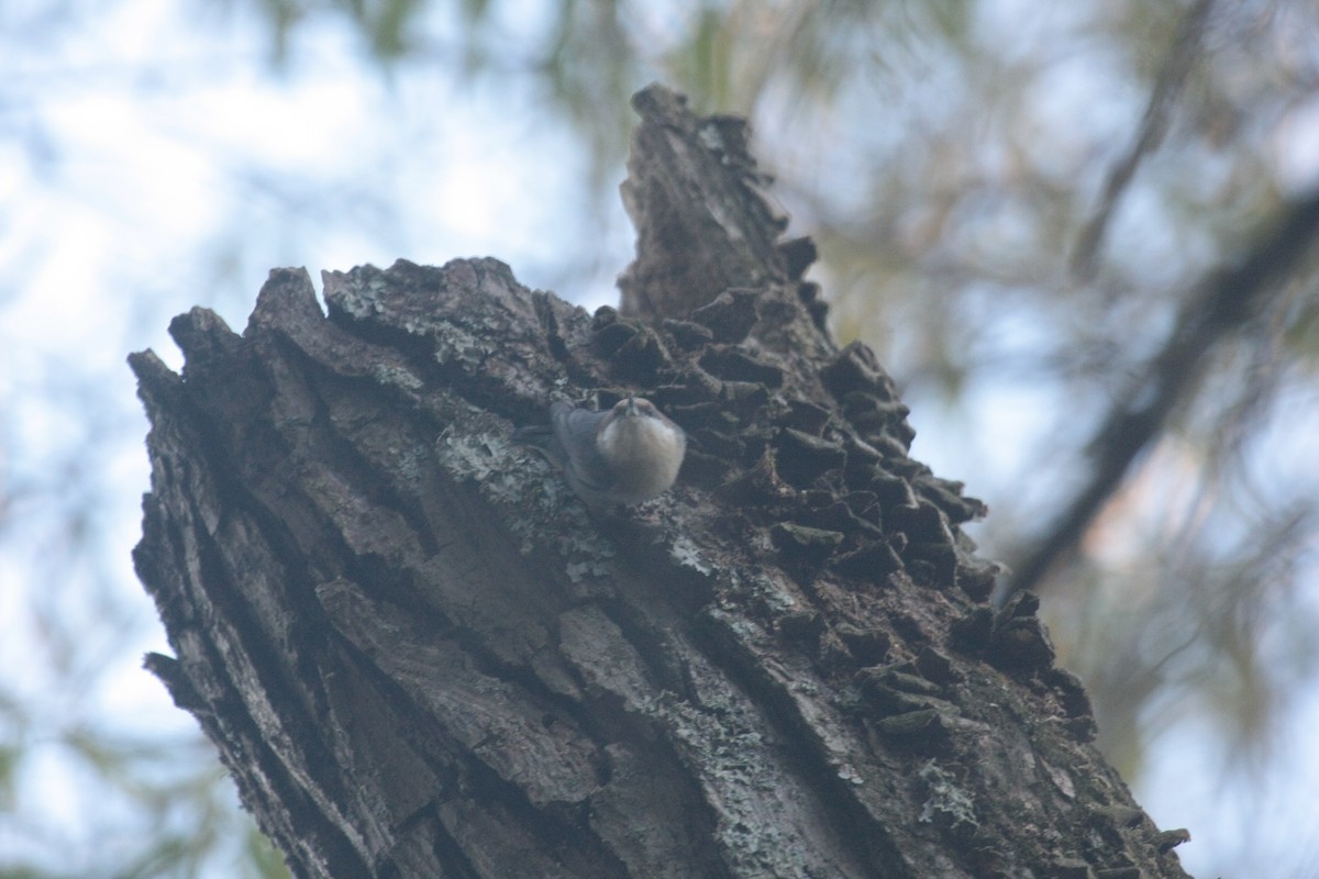 Brown-headed Nuthatch - ML646346914
