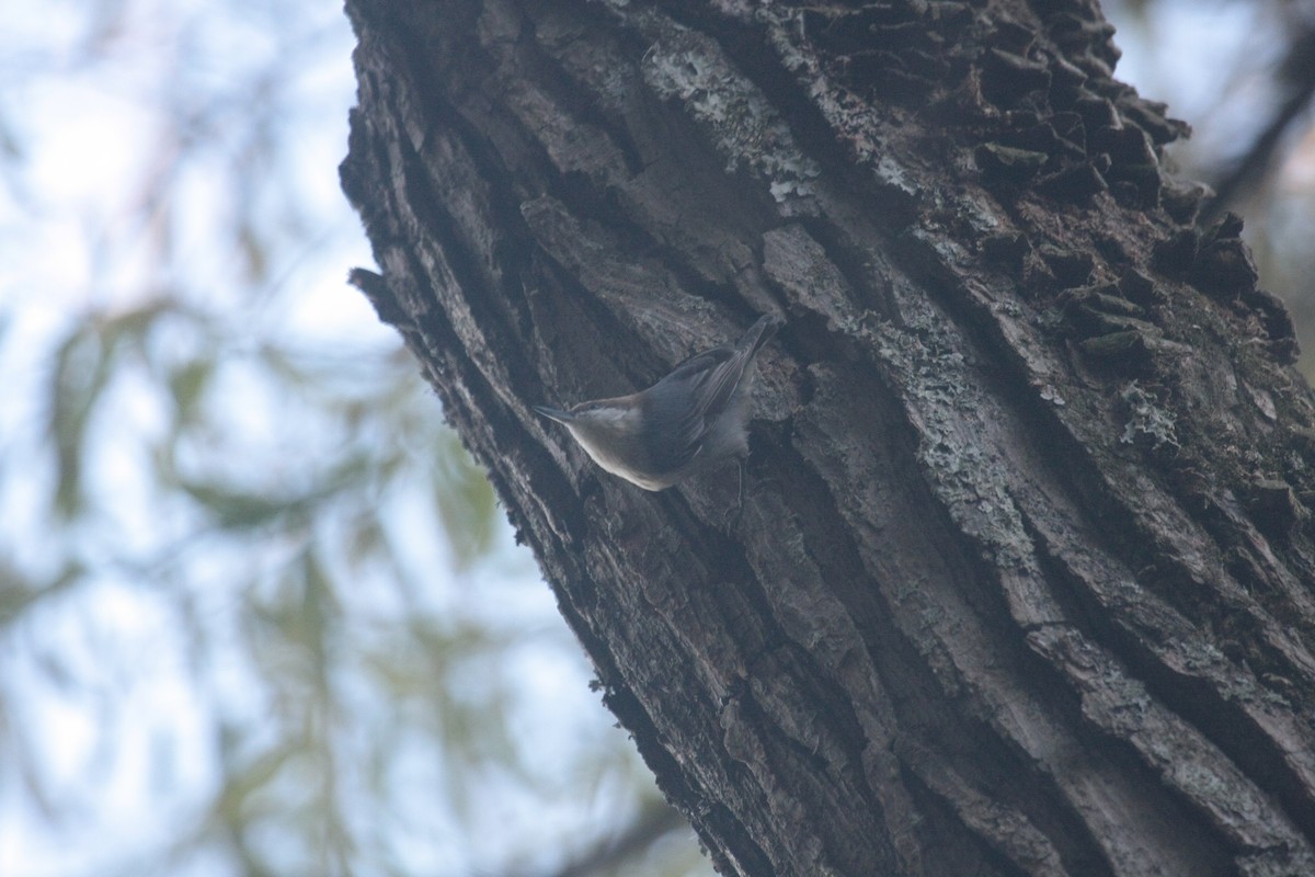 Brown-headed Nuthatch - ML646346915