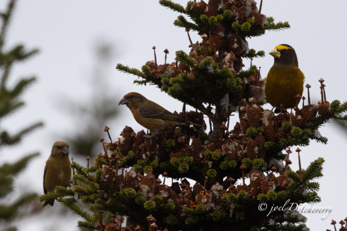 křivka obecná - ML646346916