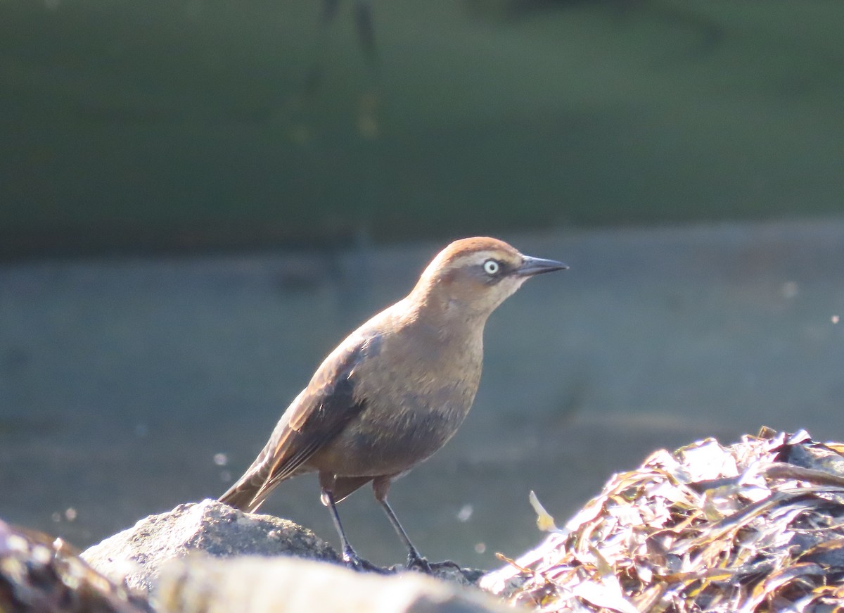 Rusty Blackbird - ML646346917