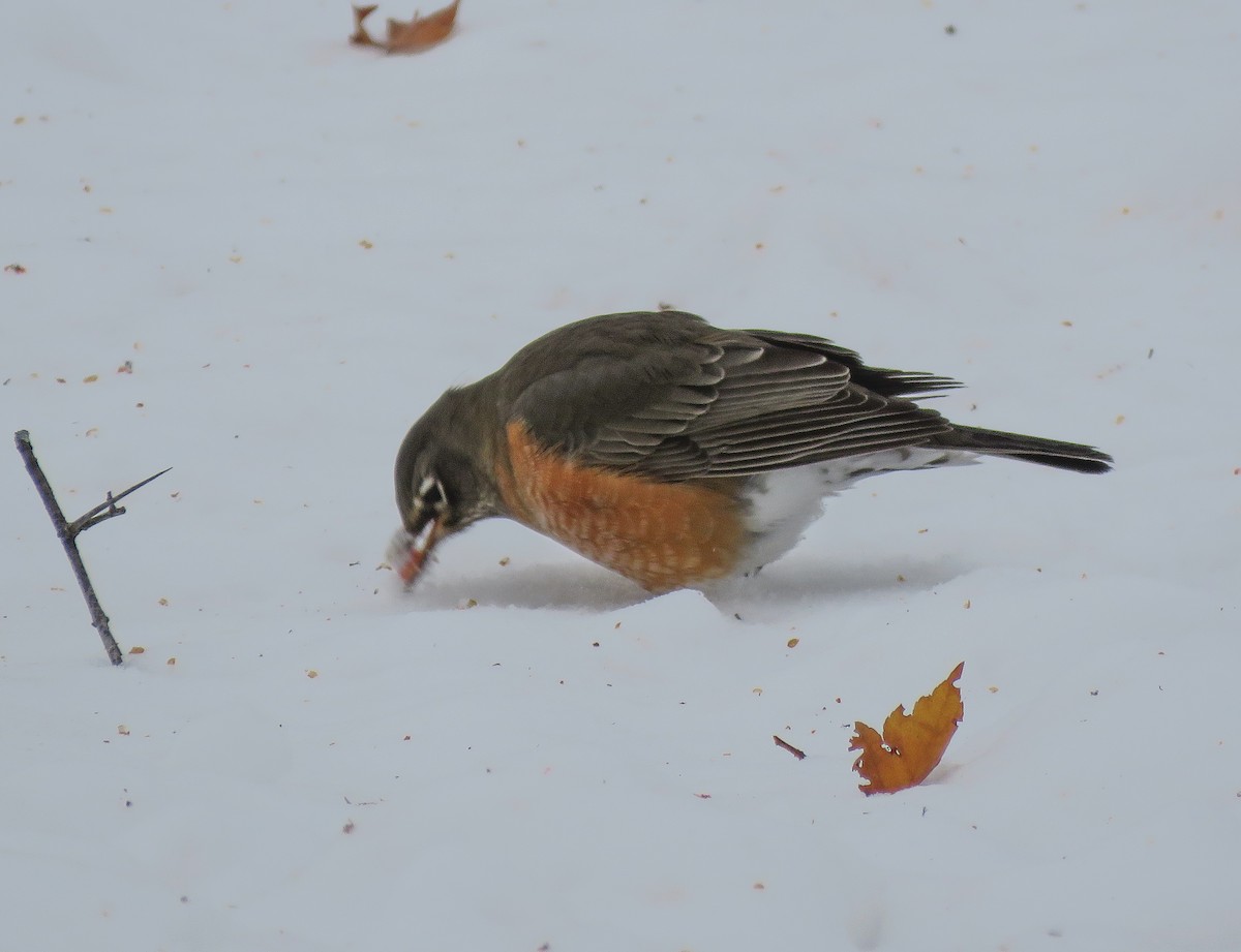 American Robin - ML646346918