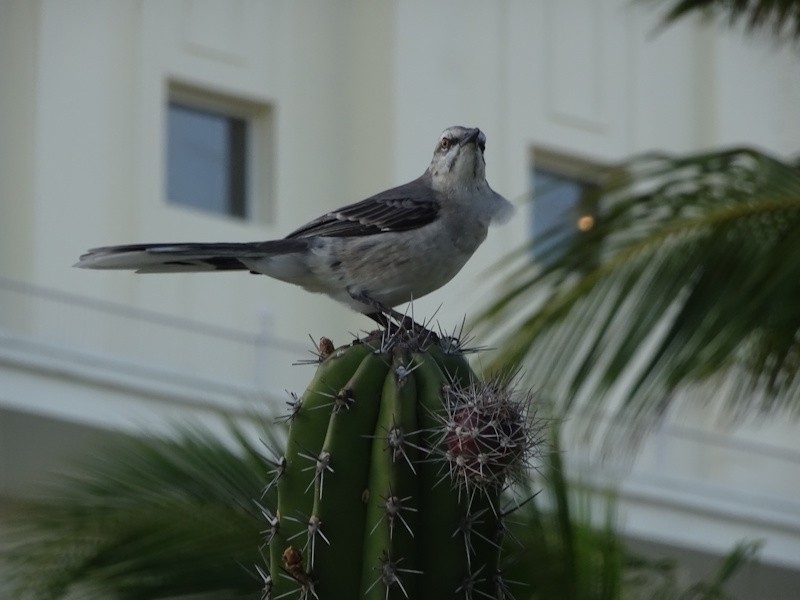 Tropikal Taklitçi - ML646346919