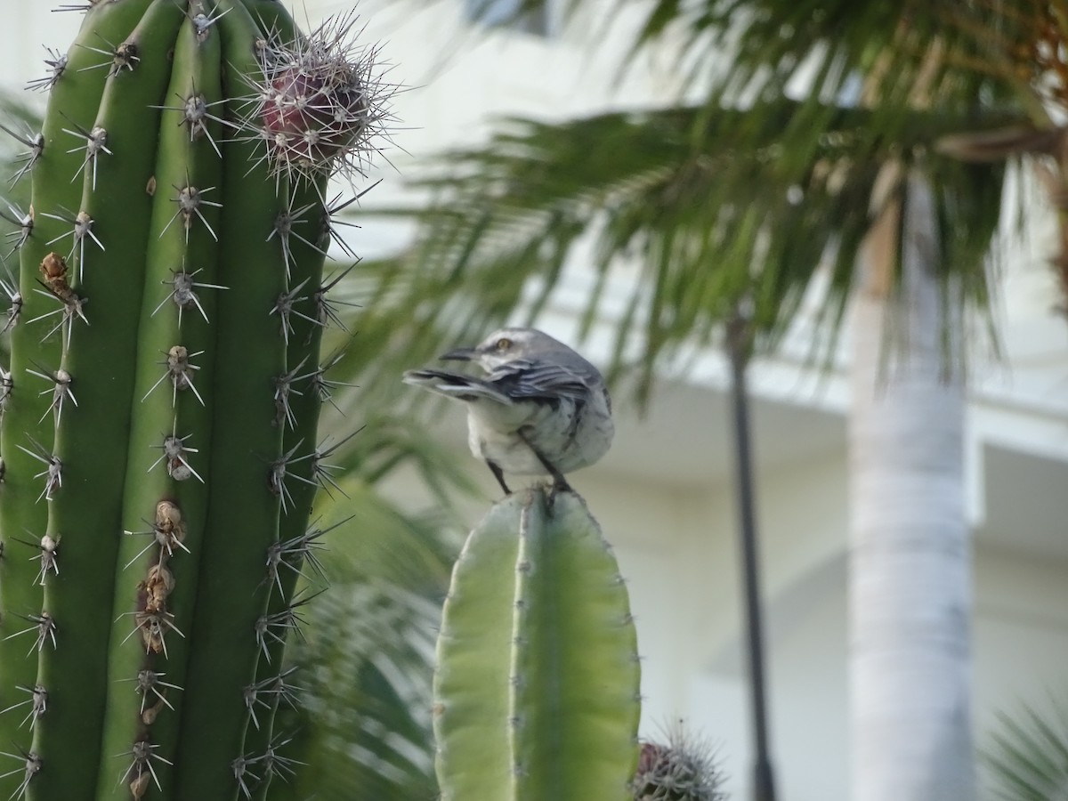 Tropikal Taklitçi - ML646346920