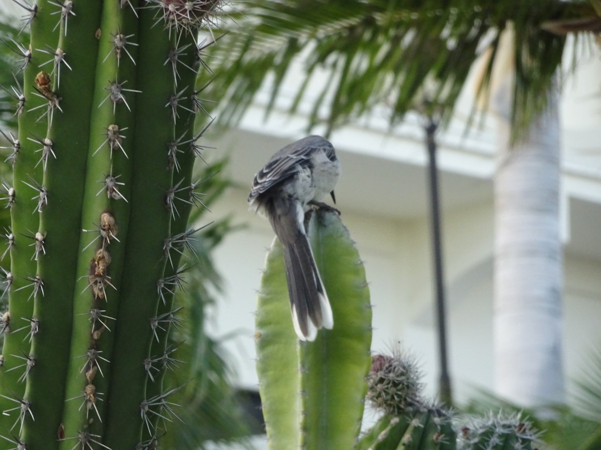 Tropikal Taklitçi - ML646346921