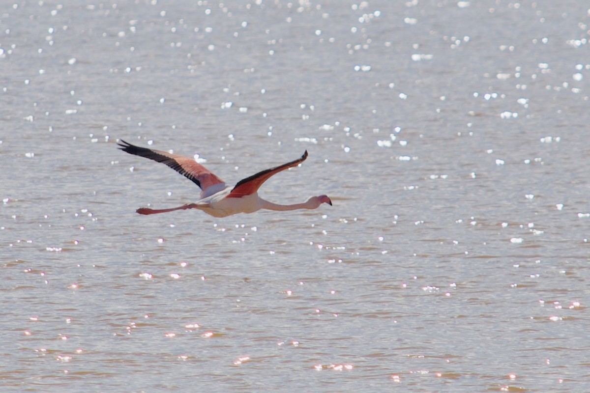 Greater Flamingo - ML646346922