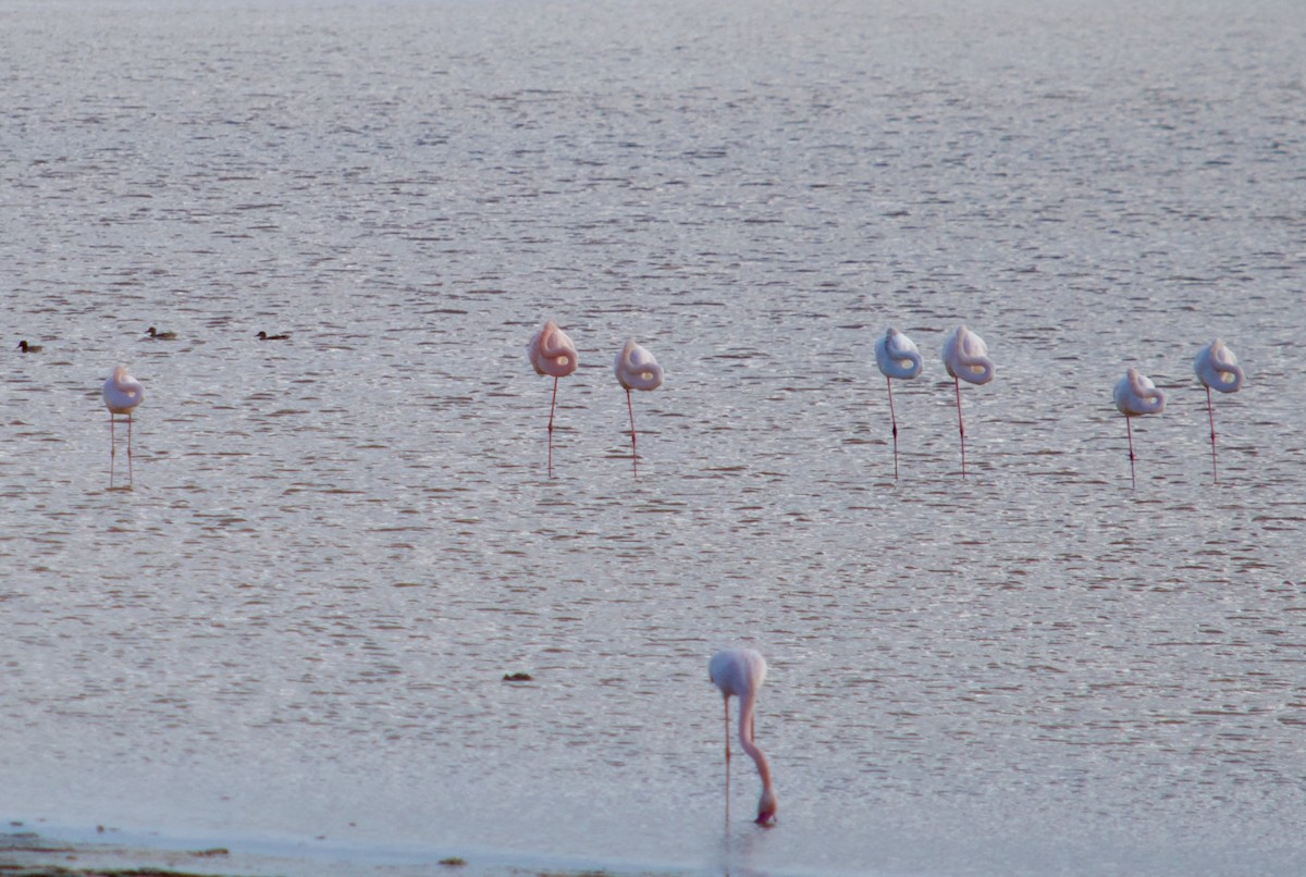 Greater Flamingo - ML646346923