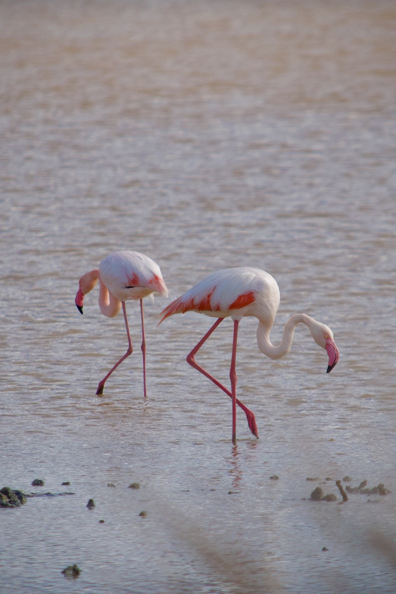 Greater Flamingo - ML646346924