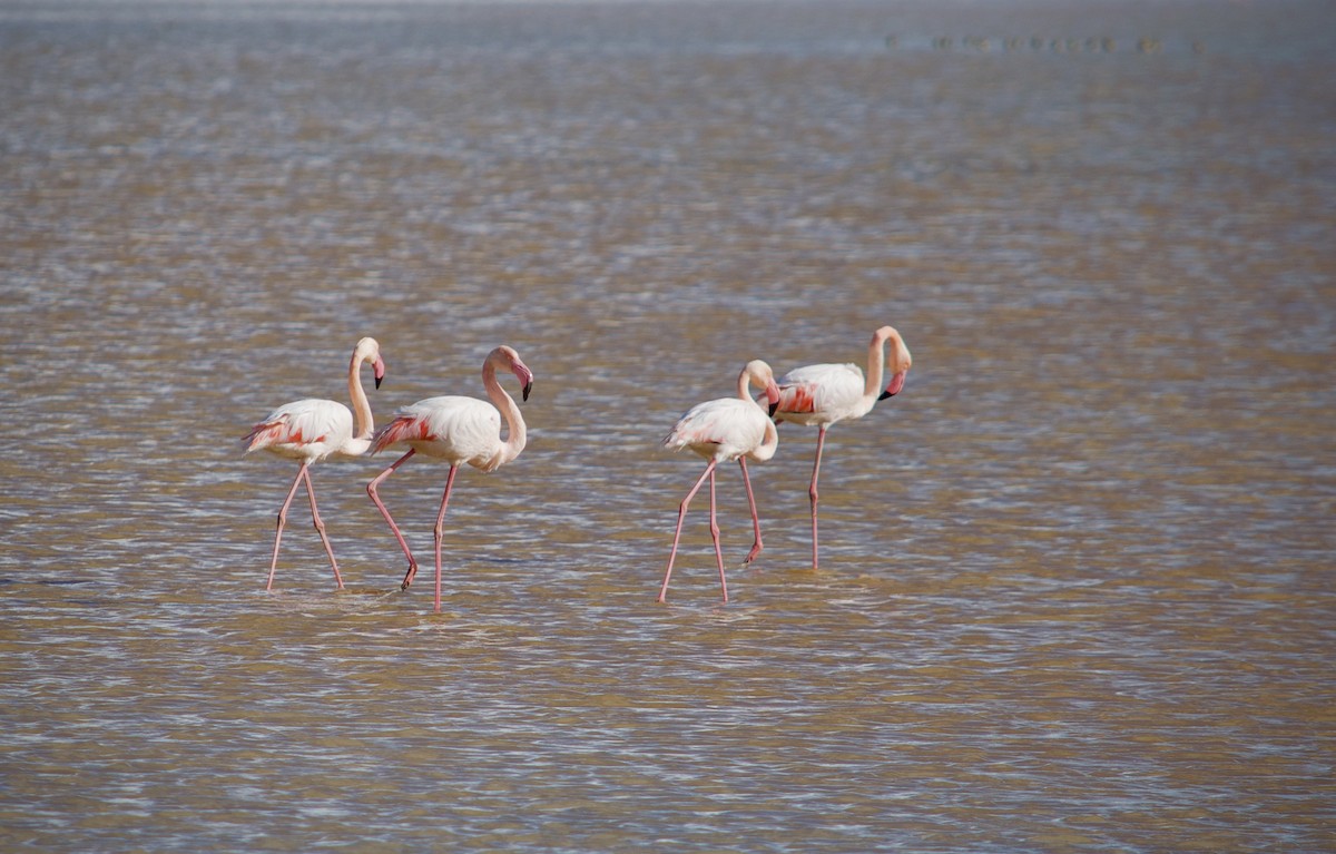 Greater Flamingo - ML646346925