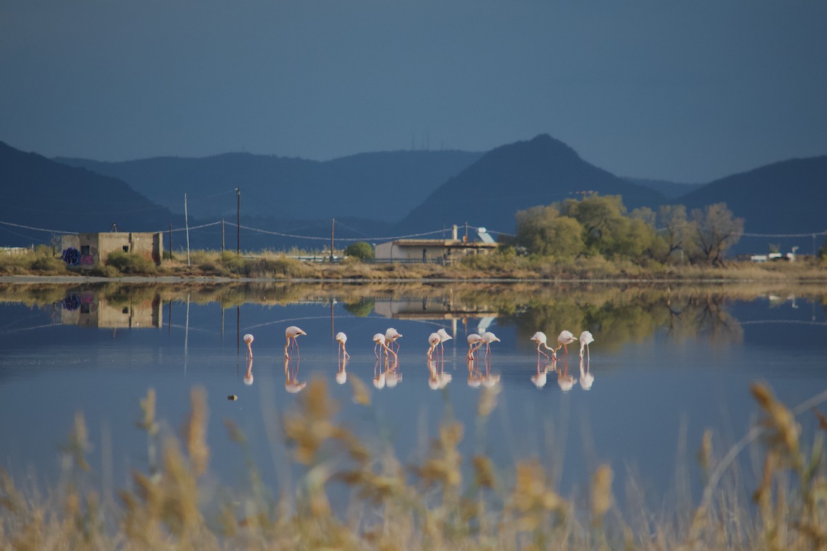 Greater Flamingo - ML646346926