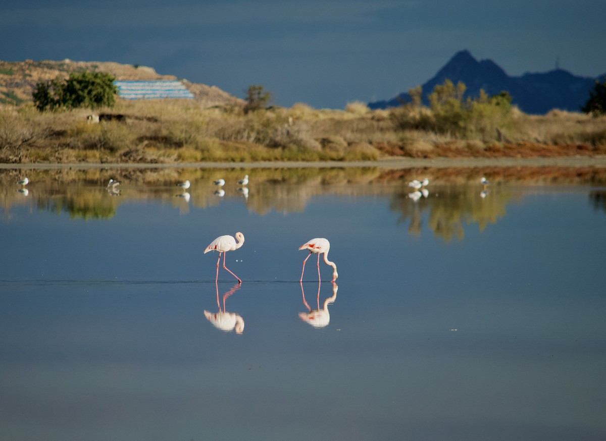Greater Flamingo - ML646346927