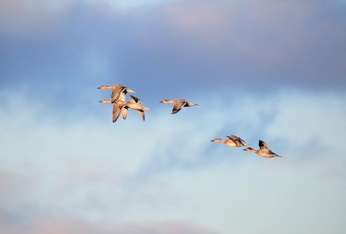 Northern Pintail - ML646346929