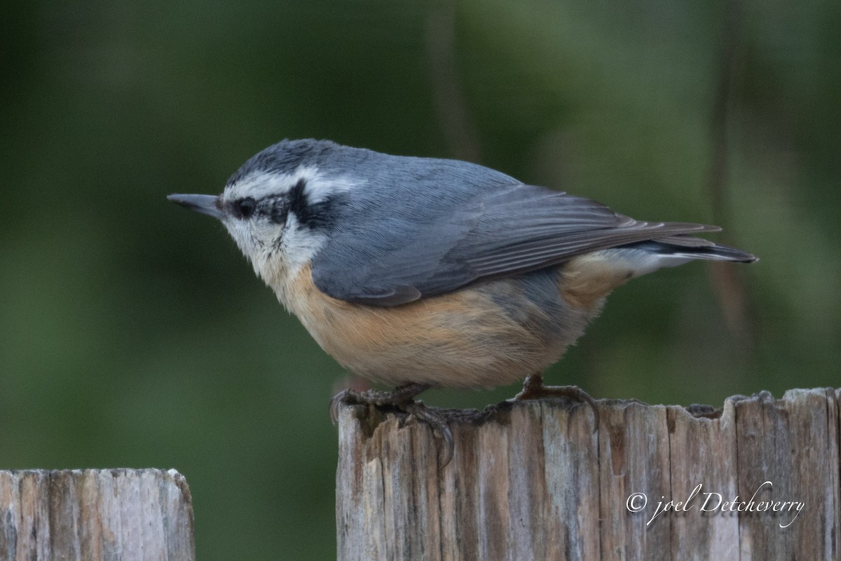 brhlík americký - ML646346930